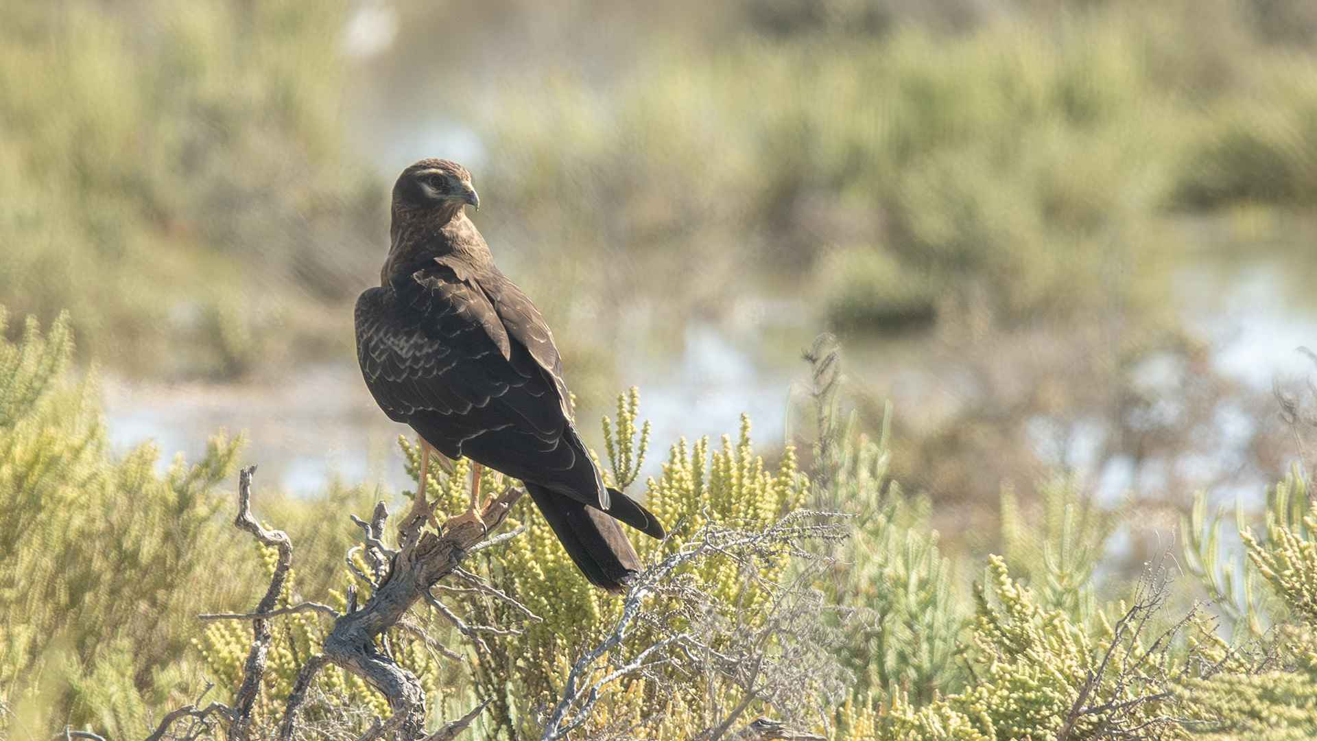 Montagu's Harrier